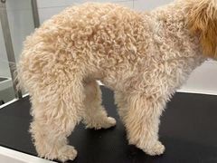 -comecome来吧宠物(奥克斯中心店)