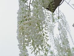 -嘉北郊野公园