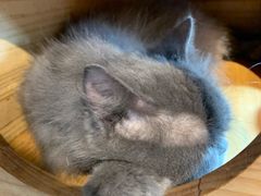 -more than meow吴止猫主题餐厅(承德 中船汇店)