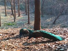 -合肥野生动物园