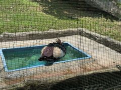 -吉隆坡雀鸟公园