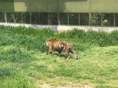 -上海野生动物园