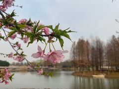 -上海辰山植物园