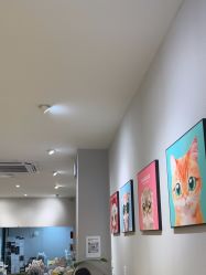 -洗脸猫·洗脸吧