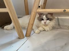-楼上猫咖(罗湖店)