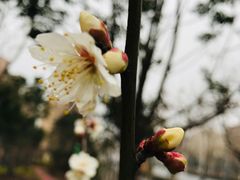 -上海东方佘山翰悦阁酒店·Vie全日制餐厅