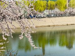 -桃花堤公园