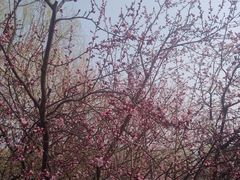 -桃花堤公园