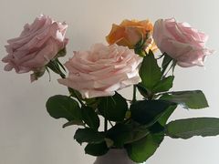 -上海鲜花港