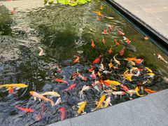 -广州白天鹅宾馆