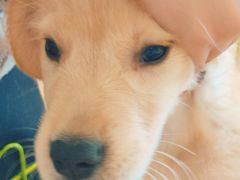 -Let's go狗咖·猫咖·奶狗·桌游(春熙路IFS店)