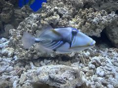 -海合安天津极地海洋公园