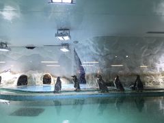 -北戴河圣蓝海洋公园