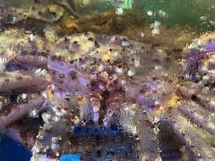 -蟹之国·精品蟹料理(极地店)