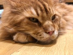 -藏猫猫咖啡主题馆(中央大道店)