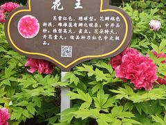 -洛阳市隋唐城遗址植物园