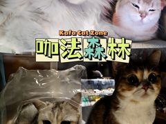 -咖法森林·咖啡  酒吧(天河店)