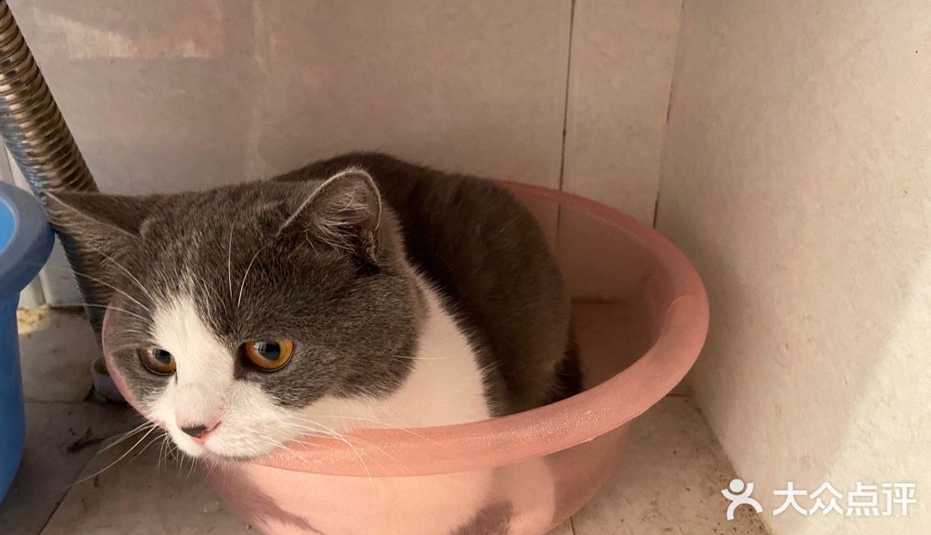 像这样？我家主子的高萌瞬间