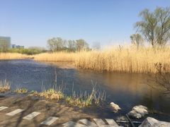 -大兴滨河森林公园