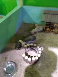 -酷嗒动物文化乐园(cutezoo西溪乐天城店)