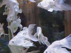-Lamant Manor已闻花名关於蓝