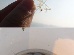 -贡湖湾湿地公园