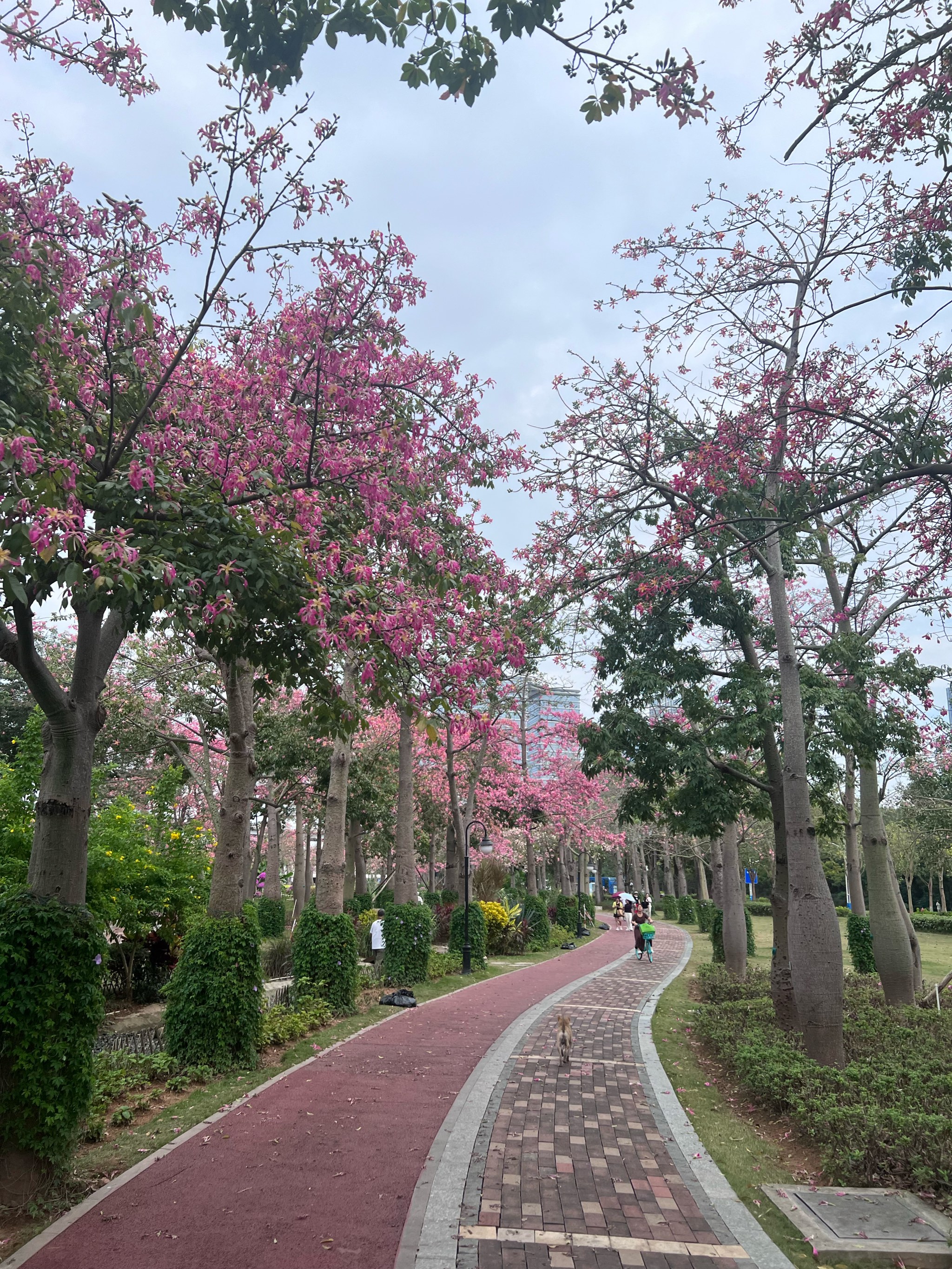 天津花海长廊图片