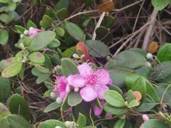 -广东惠东海龟国家级自然保护区