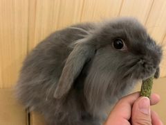 -猫猫幼稚园·撸猫·桌游·电玩