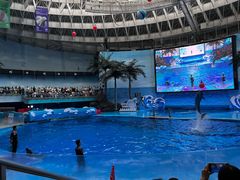 -海合安成都极地海洋公园