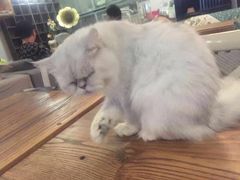 -吉丁鸟咖·异宠·寄养
