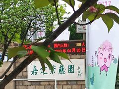 -嘉定紫藤园