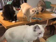 -猫色咖啡·猫咖