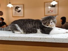 -滚猫咖啡·猫咖·猫友好撸猫(未来城店)