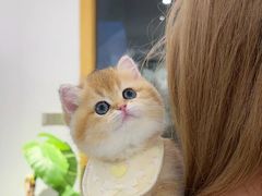 -欣宠猫屋·矮脚拿破仑·蓝金金渐层