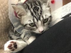 -伟伟宠物医院·CT影像中心·瑞派犬猫综合性门诊(汉口总院)