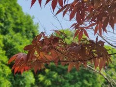 -上海鲜花港