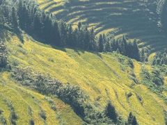 -紫鹊界梯田景区