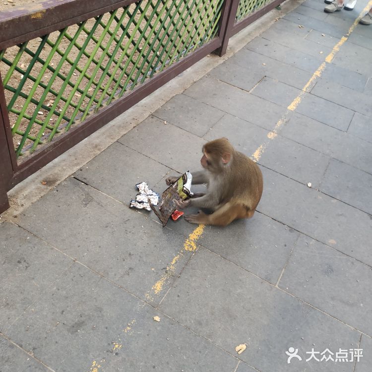 猴岛，万宁市陵水黎族自治县