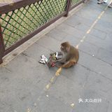 猴岛，万宁市陵水黎族自治县