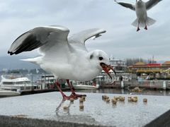 -海埂大坝