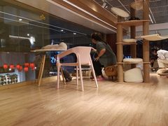 -猫冇咖·家门口的撸猫馆(大融城店)