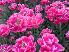 -玄武湖景区-情侣园游乐场