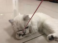 -鼓捣猫呢主题猫咖店
