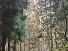 -山王坪喀斯特国家生态公园