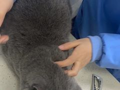 -顺强宠物诊所·狂犬免疫·夜诊·骨科(嘉定店)
