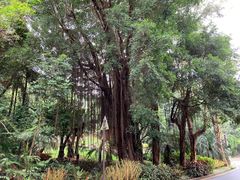 -深圳仙湖植物园