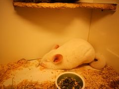 -龙猫仔乐园(惠福东路店)