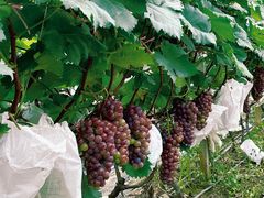 -麦园农庄·西江河鲜