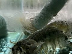 -凯华海鲜火锅·传承三十六年